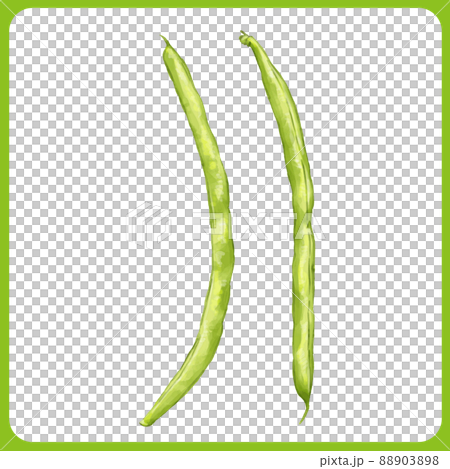 Hand drawn watercolor bean illustration 88903898