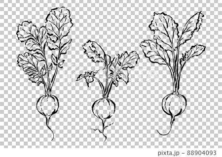 Sumi-e style radish illustration set 88904093