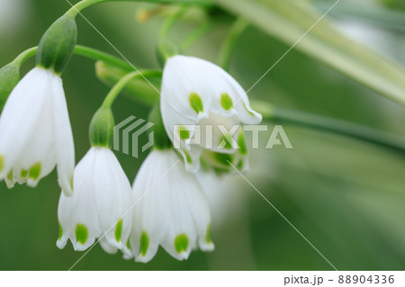 可愛いスノーフレークのイメージ 88904336