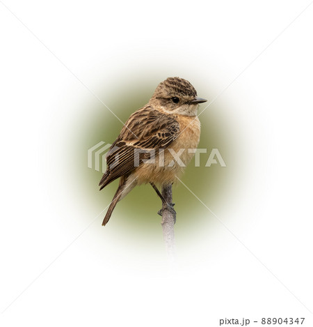 Female Eastern Stonechat perching on a perch looking into a distance Female Eastern Stonechat perching on a perch looking into a distance 88904347