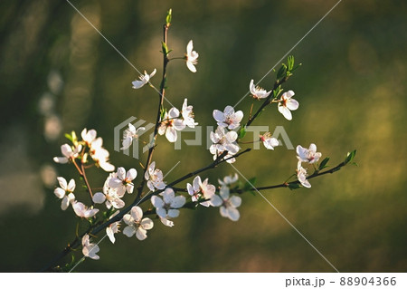 Beautiful flowering tree. Spring colorful background with flowers. Nature in spring time - nice sunny day. 88904366