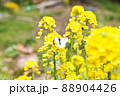 菜の花と蝶 88904426