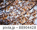 朝日に照らされる山桜 88904428