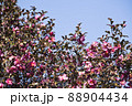 山茶花 88904434