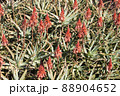 アロエの花 88904652