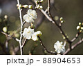 緑萼梅 88904653