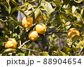 瀬戸内レモン 88904654