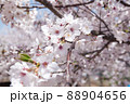 桜 88904656
