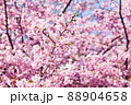 河津桜 88904658
