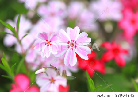 愛らしい芝桜（シバザクラ）の花　 88904845