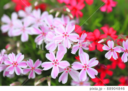 愛らしい芝桜（シバザクラ）の花　 88904846