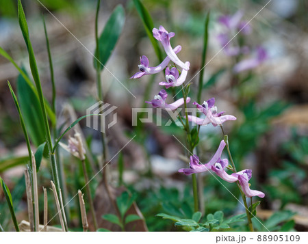 春の山野草　ジロボウエンゴサク 88905109