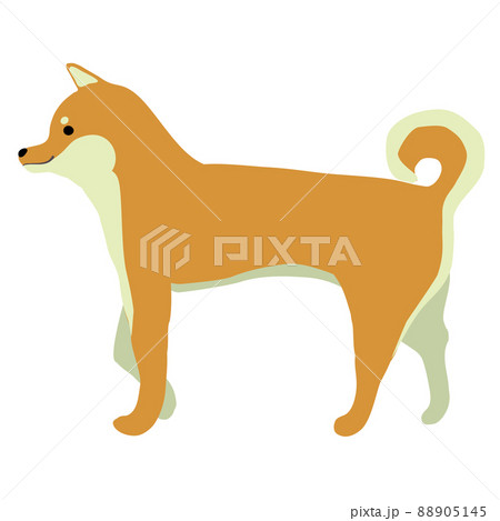 歩く柴犬のイラスト素材 88905145