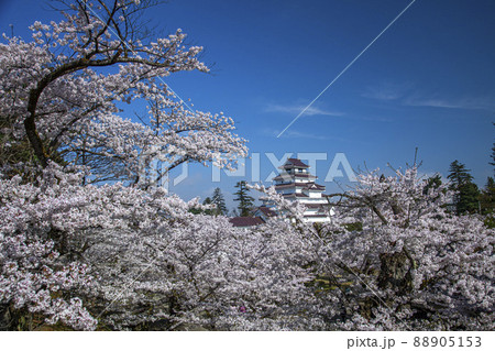桜と鶴ヶ城 88905153