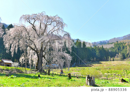 水中のしだれ桜(長野県高山村)【2022.4】 88905336