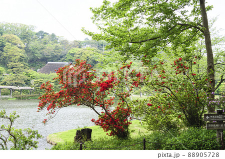 新緑の眩しい神奈川県横浜市中区本牧の景勝地の三渓園 新緑の眩しい神奈川県横浜市中区本牧の景勝地の三渓園 88905728