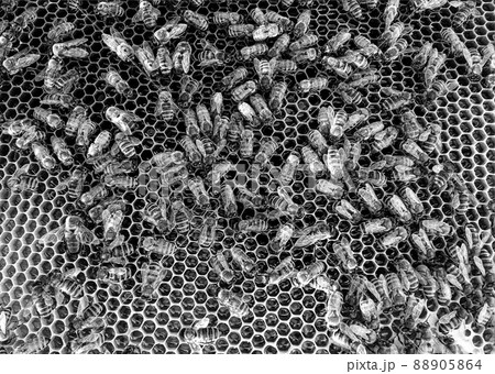 Abstract hexagon structure is honeycomb from bee hive Abstract hexagon structure is honeycomb from bee hive 88905864