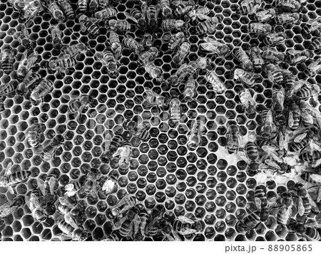 Abstract hexagon structure is honeycomb from bee hive Abstract hexagon structure is honeycomb from bee hive 88905865