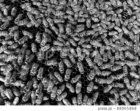 Abstract hexagon structure is honeycomb from bee hive Abstract hexagon structure is honeycomb from bee hive 88905868