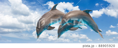 Photo Group of jumping dolphins, beautiful seascape and blue sky