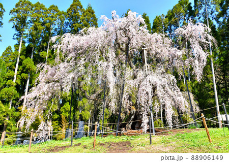 坪井のしだれ桜(長野県高山村)【2022.4】 88906149