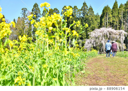 坪井のしだれ桜(長野県高山村)【2022.4】 坪井のしだれ桜(長野県高山村)【2022.4】 88906154