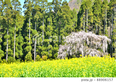 坪井のしだれ桜(長野県高山村)【2022.4】 坪井のしだれ桜(長野県高山村)【2022.4】 88906157