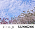 四月の八重桜と桃の花と青空 88906200