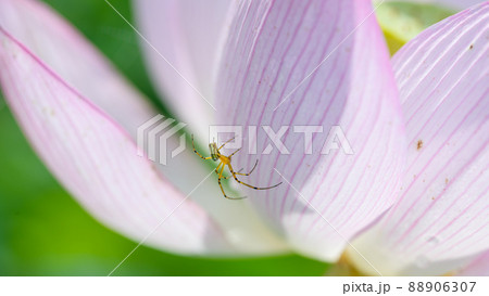 クモとハスの花 「初夏イメージ」 クモとハスの花 「初夏イメージ」 88906307