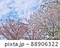 四月満開の八重桜と青空 88906322