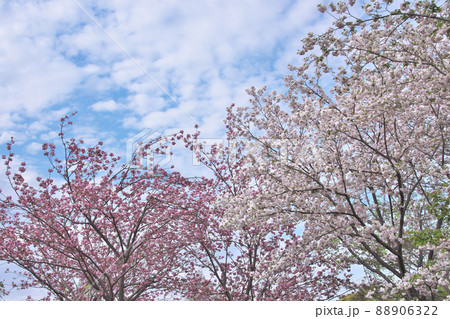 四月満開の八重桜と青空 88906322