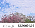 四月新緑と満開の八重桜と青空 88906484