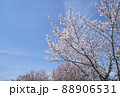 四月の八重桜と桃の花と青空 88906531