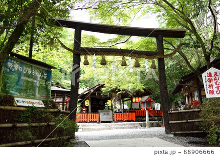 京都嵐山 初夏の野宮神社 鳥居 京都嵐山 初夏の野宮神社 鳥居 88906666