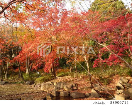 岡本公園　　（東京都世田谷区） 88906712