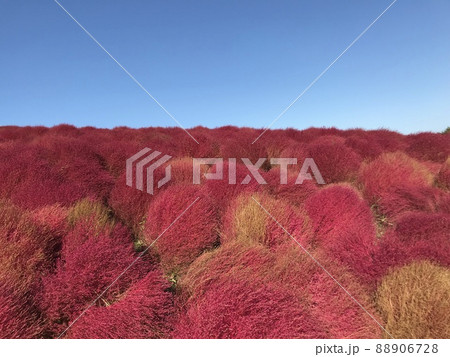秋の青空に映えるコキア 88906728