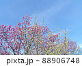 寒緋桜と土佐ミズキが並んで咲いている風景 88906748