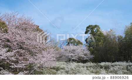 新緑と桜満開の公園風景 88906926