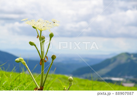 シシウドの花「初夏・夏イメージ」阿蘇山への道に咲く花 88907087