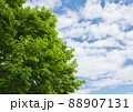 新緑と若葉と青空 88907131