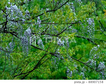ノダフジ開花 ノダフジ開花 88907158