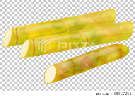 サトウキビ サトウキビ 88907291