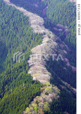 ナメゴ谷春風景 ナメゴ谷春風景 88907338