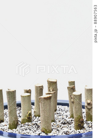 酔芙蓉 挿し木で増やす ( fix撮影 ) 酔芙蓉 挿し木で増やす ( fix撮影 ) 88907563