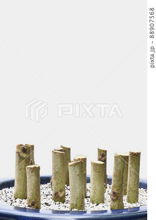 酔芙蓉　挿し木で増やす （ fix撮影 ） 88907568