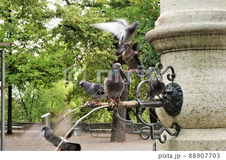 公園の噴水と鳩 88907703
