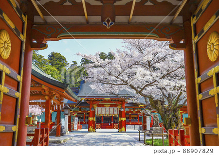 塩竈神社　鹽竈神社　桜 88907829