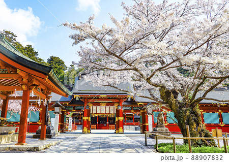 塩竈神社 鹽竈神社 桜 塩竈神社 鹽竈神社 桜 88907832