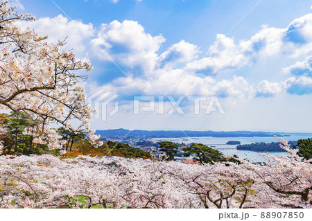 日本三景　松島　西行戻しの松公園の桜 88907850