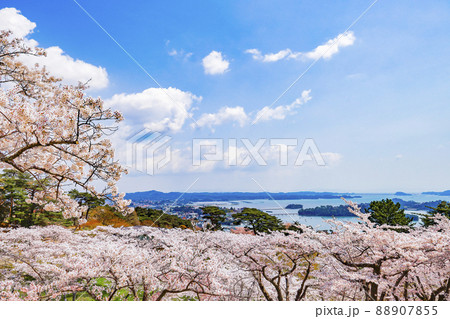 日本三景 松島 西行戻しの松公園の桜 日本三景 松島 西行戻しの松公園の桜 88907855
